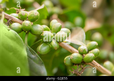 Grüne Kaffeebohnen hautnah in einer Plantage Stockfoto