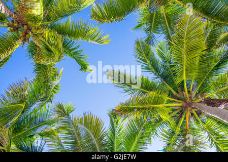 Blauer Himmel und Palmen Bäume Ansicht von unten Stockfoto
