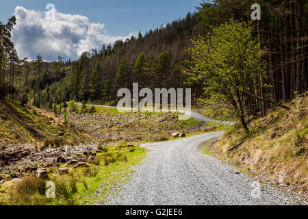 Die alte Edinburgh Straße durch Galloway Forest Park in der Nähe von Murrays Denkmal, Galloway Forest Park, Dumfries & Galloway, Schottland Stockfoto