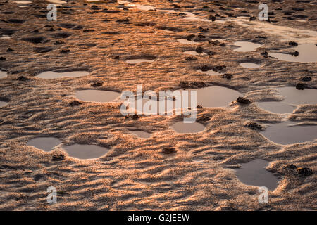 Wurm wirft Stockfoto