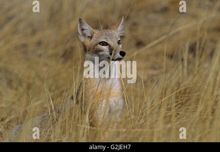 Swift (Vulpes Velox) Blick Warnung durch den Rasen Grasslands National Park, südlichen Sasketchewan, Kanada Stockfoto