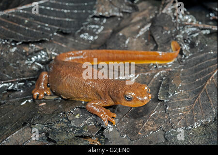 Weibliche rau-enthäuteten Newt (Taricha Granulosa), gemäßigten Regenwälder, zentrale Küste British Columbia, Bella Coola, Kanada Stockfoto