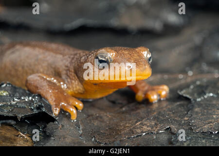 Weibliche rau-enthäuteten Newt (Taricha Granulosa), gemäßigten Regenwälder, zentrale Küste British Columbia, Bella Coola, Kanada Stockfoto