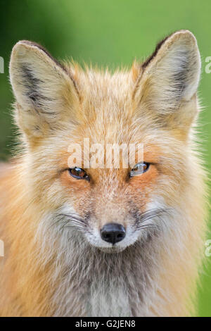 Rotfuchs (Vulpes Vulpes), gemäßigten Regenwald, Küsten Britisch-Kolumbien, Kanada Stockfoto