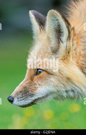 Rotfuchs (Vulpes Vulpes), gemäßigten Regenwald, Küsten Britisch-Kolumbien, Kanada Stockfoto