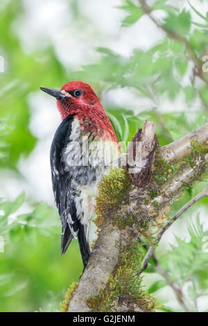 Erwachsene männliche Red-breasted Sapsucker (Sphyrapicus Ruber) gemäßigten Regenwald zentrale Küste British Columbia Bella Coola Kanada Stockfoto