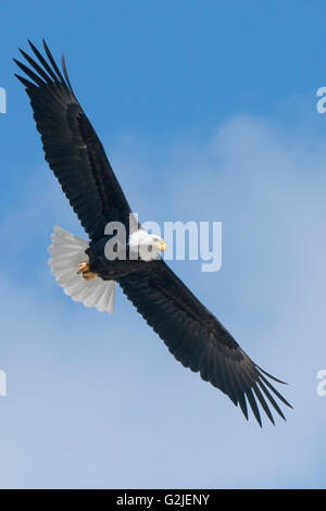 Erwachsenen Weißkopf-Seeadler (Haliaeetus Leucocephalus), gemäßigten Regenwald, Küsten Britisch-Kolumbien, Kanada Stockfoto