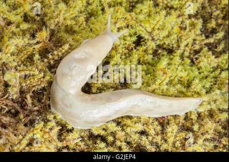 Banane Metallklumpen (Ariolimax Columbianus), gemäßigten Regenwald, Küste British Columbia, Kanada. Stockfoto