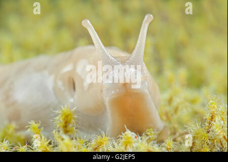 Banane Metallklumpen (Ariolimax Columbianus), gemäßigten Regenwald, Küste British Columbia, Kanada. Stockfoto