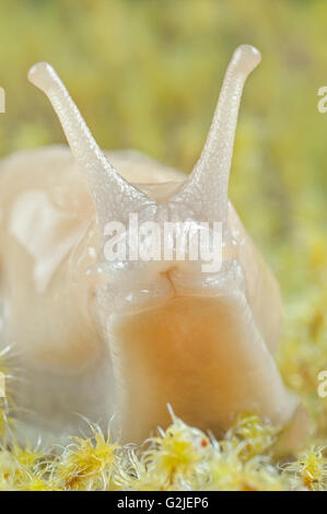 Banane Metallklumpen (Ariolimax Columbianus), gemäßigten Regenwald, Küste British Columbia, Kanada. Stockfoto