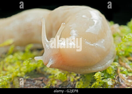 Banane Metallklumpen (Ariolimax Columbianus), gemäßigten Regenwald, Küste British Columbia, Kanada. Stockfoto