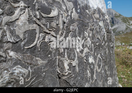 Versteinerungen in einem Rock, Lechtaler Alpen, Österreich Stockfoto