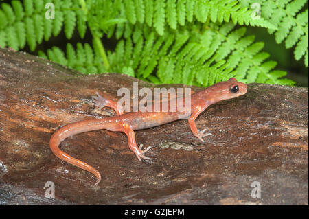Ensatina (rote Salamander) (Ensatina Eschscholtzii), gemäßigten Regenwald, Central coast British Columbia, Bella Coola, Kanada Stockfoto