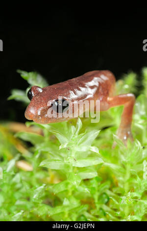 Ensatina (rote Salamander) (Ensatina Eschscholtzii), gemäßigten Regenwald, Central coast British Columbia, Bella Coola, Kanada Stockfoto