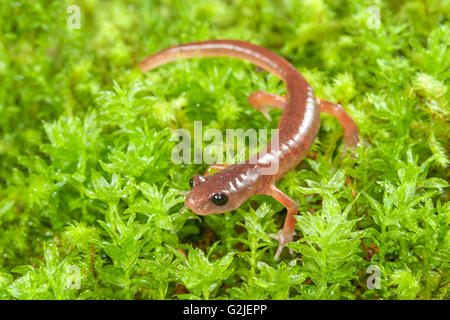 Ensatina (rote Salamander) (Ensatina Eschscholtzii), gemäßigten Regenwald, Central coast British Columbia, Bella Coola, Kanada Stockfoto