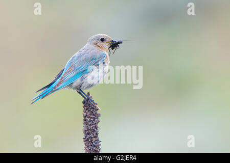 Weibliche Mountain Bluebird (Sialia Currucoides) in einem am Straßenrand Nistkasten, südliche Okanagan Valley, British Columbia Jungen füttert Stockfoto