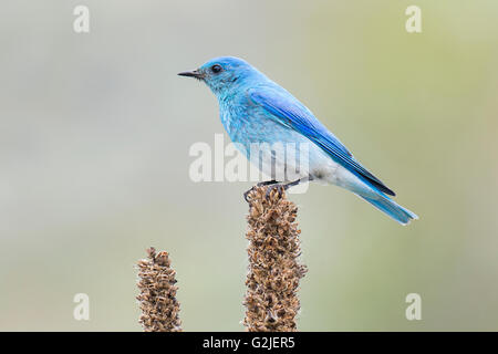 Männlichen Mountain Bluebird (Sialia Currucoides) liefern Nahrung der Nestlinge in einem Baum Hohlraum Nest südliche Okanagan Tal Stockfoto