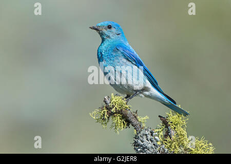 Männlichen Mountain Bluebird (Sialia Currucoides) liefern Nahrung der Nestlinge in einem Baum Hohlraum Nest südliche Okanagan Tal Stockfoto