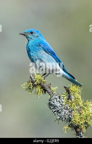 Männlichen Mountain Bluebird (Sialia Currucoides) liefern Nahrung der Nestlinge in einem Baum Hohlraum Nest südliche Okanagan Tal Stockfoto