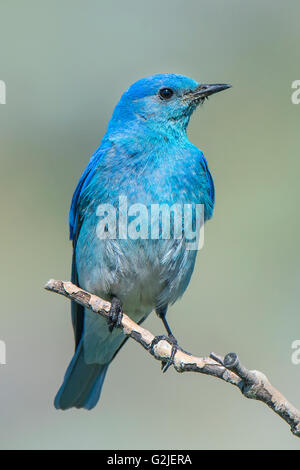 Männlichen Mountain Bluebird (Sialia Currucoides) liefern Nahrung der Nestlinge in einem Baum Hohlraum Nest südliche Okanagan Tal Stockfoto