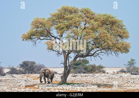 Afrikanischer Elefant (Loxodonta Africana), Etosha Nationalpark, Namibia, Südliches Afrika Stockfoto