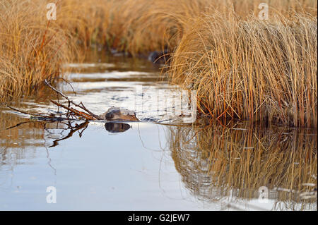 Ein wilder Biber "Castor Canadenis" schwimmen eine Last von Niederlassungen für Lebensmittel suply an Biber Promenade in Hinton Alberta Kanada Stockfoto