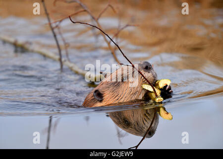 Eine Nahaufnahme Bild eines wilden Biber "Castor Canadenis" schwimmen eine Ladung Zweige Winter Essen Versorgung Biber Promenade in Hinton Stockfoto