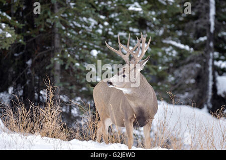 Eine Reife Mule Deer buck Odocoileus Hemionus, rückblickend auf seine shoulderin im frischen Schnee in ländlichen Alberta, Kanada. Stockfoto