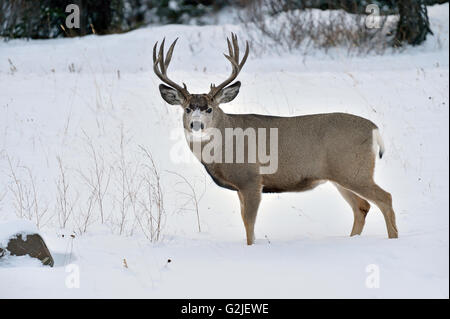 Ein Mule Deer buck Odocoileus Hemionus; stehend in den frischen Schnee in ländlichen Alberta, Kanada. Stockfoto