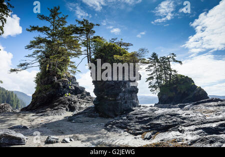 Meer-Stacks in der Nähe von Owen Punkt entlang der West Coast Trail. Pacific Rim National Park Reserve, Vancouver Island, BC, Kanada. Stockfoto