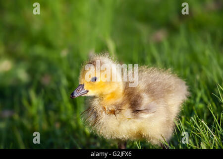 Kanada-Gans Gosling, Manitoba, Kanada Stockfoto