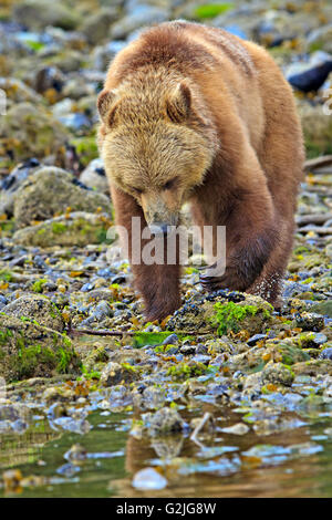 Coastal Grizzlybär Nahrungssuche bei Ebbe auf dem Festland British Columbia in Kanada Stockfoto