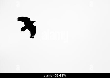 Silhouette eines fliegenden Raben, Corvus Corax, Jasper Nationalpark, Kanada Stockfoto