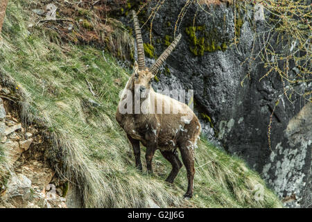 Männlichen Steinbock auf den Bergen des Nationalpark Grand Paradis in Italien Stockfoto