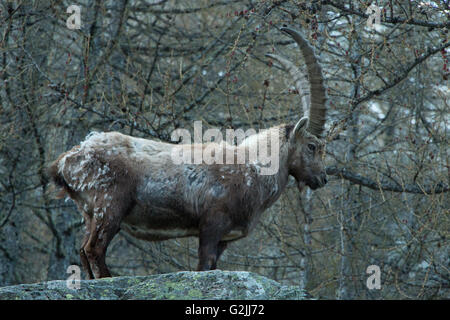 Männlichen Steinbock auf den Bergen des Nationalpark Grand Paradis in Italien Stockfoto