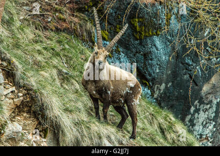 Männlichen Steinbock auf den Bergen im Nationalpark Grand Paradis in Italien Stockfoto