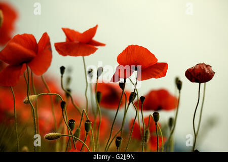 Ruhige idyllische Wiese mit schönen hellen roten Klatschmohn Blumen im Frühjahr an einem sonnigen Tag Stockfoto