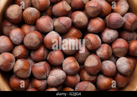 Haselnuss Haselnüsse Hasel Nuss Muttern Corylus Cobnut Filbert Mutter Filbert Cob Maiskolben braun ganze viele Haufen Haufen große Gruppe Runde reif Stockfoto