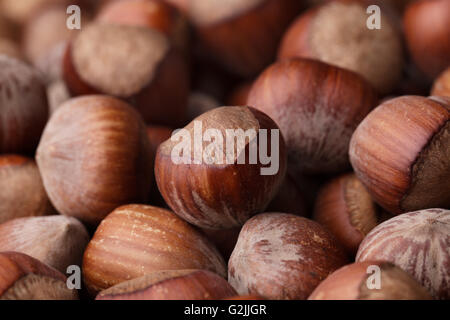 Haselnuss Haselnüsse Hasel Nuss Muttern Corylus Cobnut Filbert Mutter Filbert Cob Maiskolben braun ganze viele Haufen Haufen große Gruppe Runde reif Stockfoto