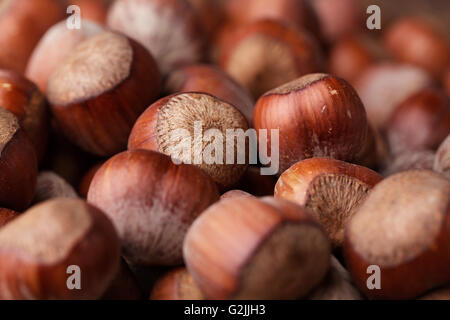 Haselnuss Haselnüsse Hasel Nuss Muttern Corylus Cobnut Filbert Mutter Filbert Cob Maiskolben braun ganze viele Haufen Haufen große Gruppe Runde reif Stockfoto