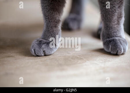 Detail-Aufnahme der weiche Katze Pfoten beim Sitzen am Tisch Stockfoto