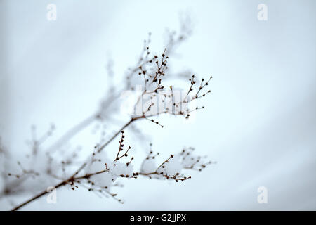 Close Up Detail Schuss von einem zerbrechlichen Zweig an einem kalten Wintertag mit Schnee und Eis bedeckt Stockfoto