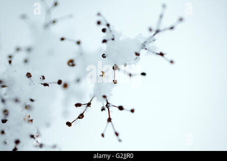 Close Up Detail Schuss von einem zerbrechlichen Zweig an einem kalten Wintertag mit Schnee und Eis bedeckt Stockfoto