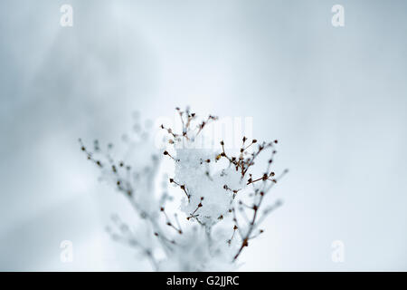 Close Up Detail Schuss von einem zerbrechlichen Zweig an einem kalten Wintertag mit Schnee und Eis bedeckt Stockfoto