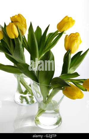 Bouquet von schönen gelben Tulpen mit Tau fällt in Glasvase Stockfoto