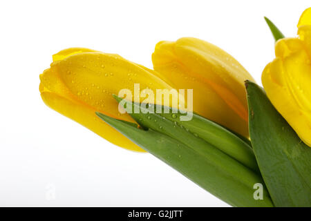 Bouquet von schönen gelben Tulpen mit Tau fällt in Glasvase Stockfoto