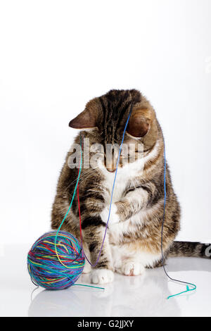 Porträt einer verspielten Hauskatze liebäugelt mit Wollknäuel auf weiße Fläche Stockfoto