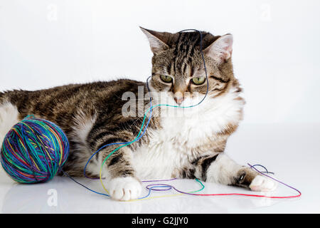 Porträt einer verspielten Hauskatze liebäugelt mit Wollknäuel auf weiße Fläche Stockfoto