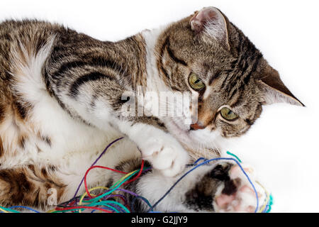 Porträt einer verspielten Hauskatze liebäugelt mit Wollknäuel auf weiße Fläche Stockfoto