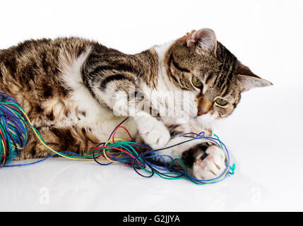 Porträt einer verspielten Hauskatze liebäugelt mit Wollknäuel auf weiße Fläche Stockfoto